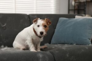How does professional cleaning help with pet buildup