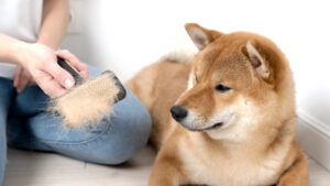 How to keep your house clean when you have pets
